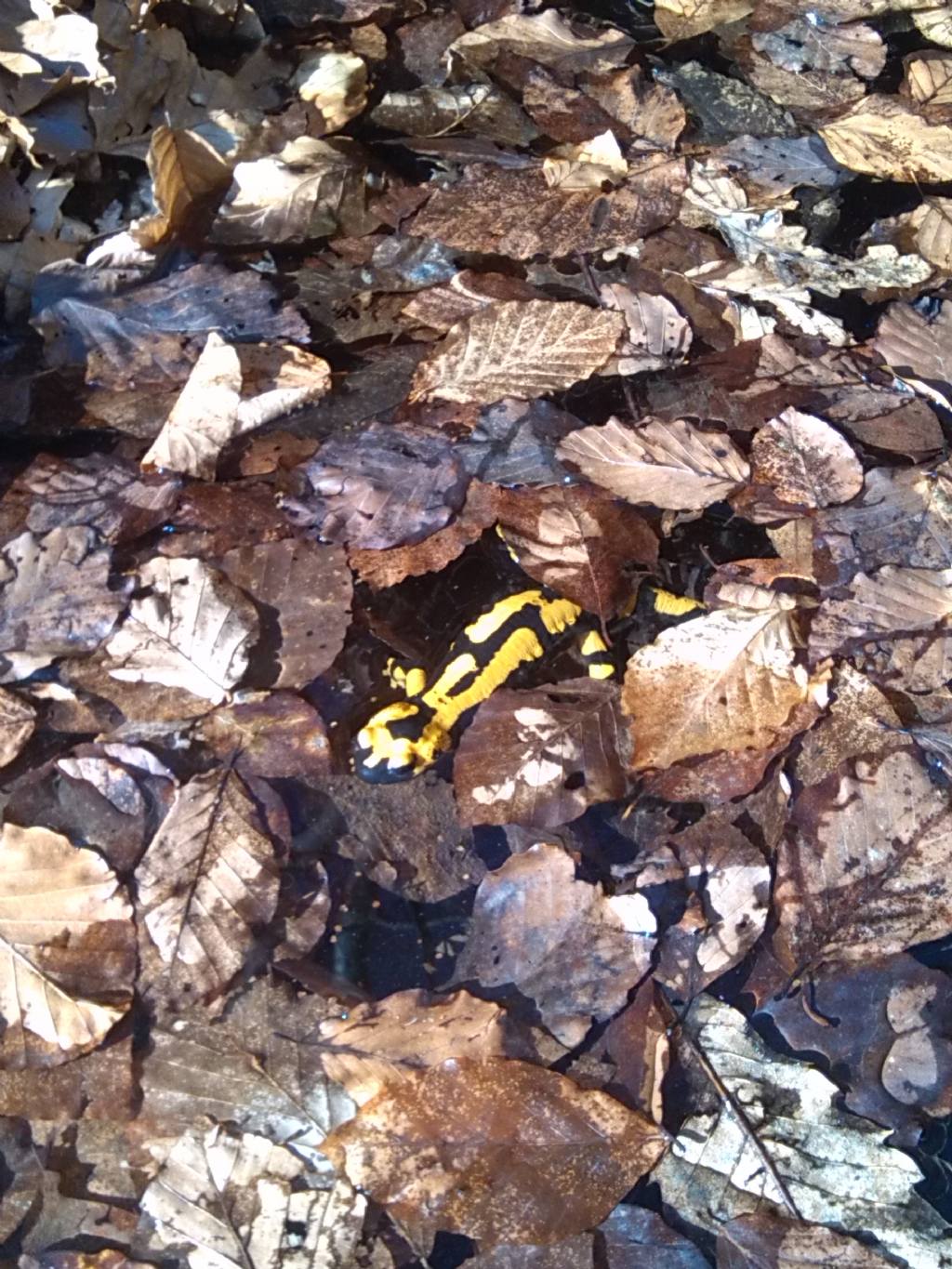 Salamandra pezzata dell''alta val Trebbia